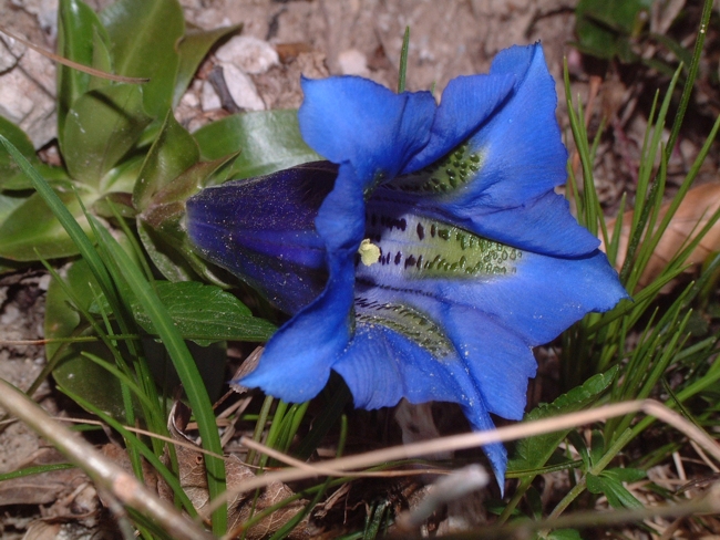 Gentiana dinarica / Genziana dell''Appennino